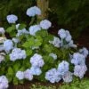 Hortensia - Hydrangea Macrophylla So Long® Ebony -Promesse de fleurs Magasin hydrangea macrophylla so long ebony 85809 1