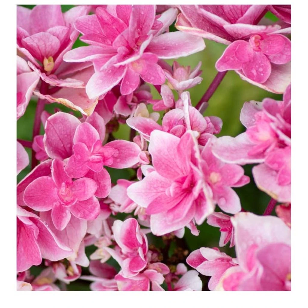 Hortensia - Hydrangea Macrophylla Tinkerbell 3 Hortensia - Hydrangea Macrophylla Tinkerbell