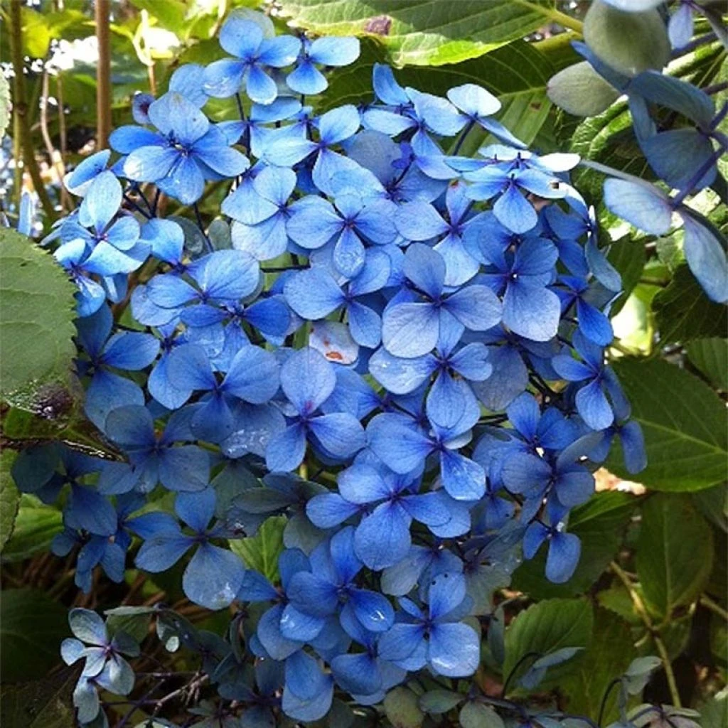 Hortensia - Hydrangea Macrophylla Yamato 3 Hortensia - Hydrangea Macrophylla Yamato