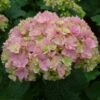 Hortensia - Hydrangea Macrophylla You And Me Together -Promesse de fleurs Magasin hydrangea macrophylla you and me together 67859 1