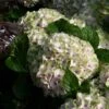 Hortensia - Hydrangea Macrophylla Magical Summer Green -Promesse de fleurs Magasin hydrangea magical summer green 78222 1