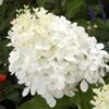 Hydrangea Paniculata Phantom - Hortensia Paniculé -Promesse de fleurs Magasin hydrangea paniculata phantom 748512 1