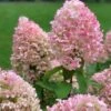 Hydrangea Paniculata Pinkachu - Hortensia Paniculé -Promesse de fleurs Magasin hydrangea paniculata pinkachu v 87388 1