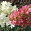 Hydrangea Paniculata Pinky Winky - Hortensia Paniculé -Promesse de fleurs Magasin hydrangea paniculata pinky winky 81555 2
