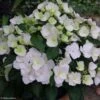 Hortensia - Hydrangea Runaway Bride -Promesse de fleurs Magasin hydrangea runaway bride 85487 1