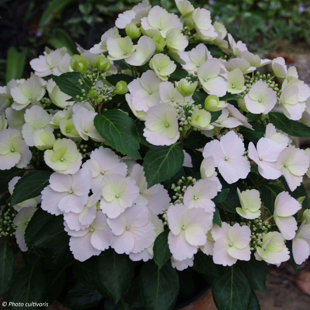 Hortensia - Hydrangea Runaway Bride 3 Hortensia - Hydrangea Runaway Bride