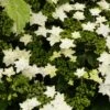 Hortensia - Hydrangea Macrophylla Fireworks White -Promesse de fleurs Magasin hydrangea macrophylla fireworks white 83183 1