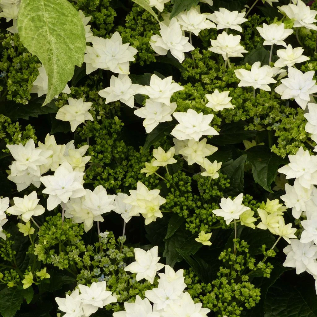 Hortensia - Hydrangea Macrophylla Fireworks White 3 Hortensia - Hydrangea Macrophylla Fireworks White