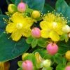 Hypericum Inodorum Magical Beauty - Millepertuis 2 Hypericum Inodorum Magical Beauty - Millepertuis -Promesse de fleurs Magasin hypericum inodorum magical beauty 7897 5