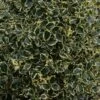 Houx Panaché - Ilex Aquifolium Argenteomarginata 2 Houx Panaché - Ilex Aquifolium Argenteomarginata -Promesse de fleurs Magasin ilex aquifolium argenteomarginata 781647 1