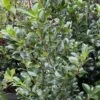 Houx - Ilex Meserveae Heckenfee -Promesse de fleurs Magasin image 4101 1