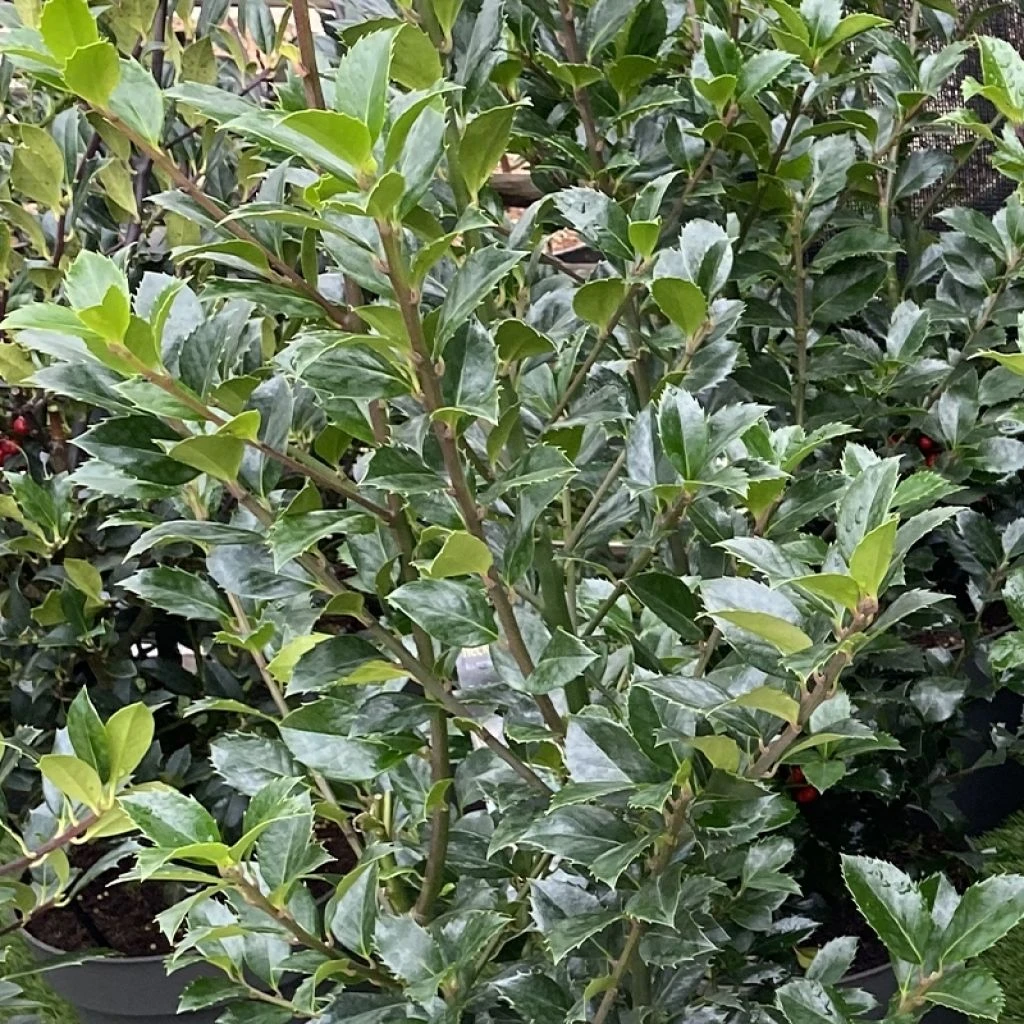 Houx - Ilex Meserveae Heckenfee 3 Houx - Ilex Meserveae Heckenfee