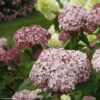 Hortensia Arborescens Sweet Annabelle -Promesse de fleurs Magasin invincibelle blush 83729 1