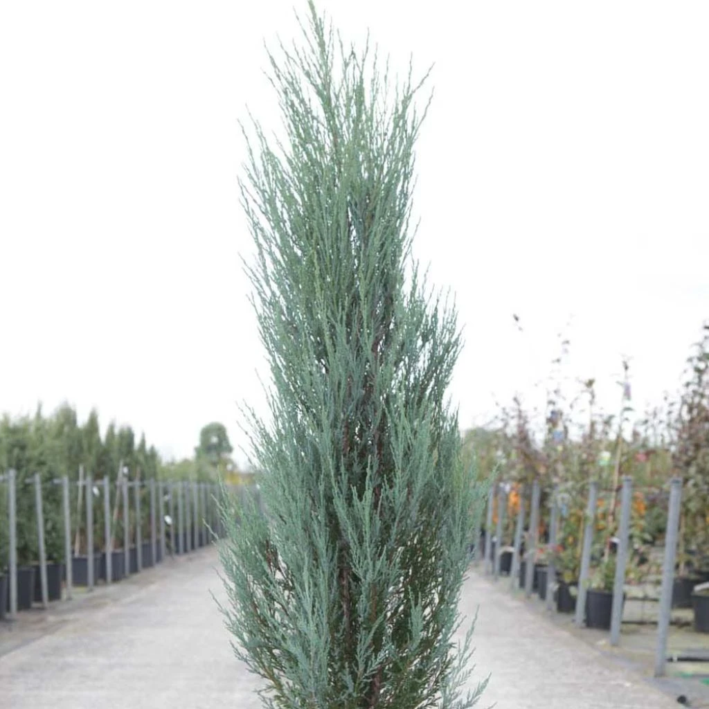 Genévrier De Virginie -Juniperus Scopulorum Blue Arrow 3 Genévrier De Virginie -Juniperus Scopulorum Blue Arrow