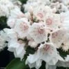 Kalmia Latifolia Zébulon - Laurier Des Montagnes Blanc Nuancé De Rose 2 Kalmia Latifolia Zébulon - Laurier Des Montagnes Blanc Nuancé De Rose -Promesse de fleurs Magasin kalmia Zebulon IF 16338 1
