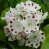 Kalmia Latifolia Freckles - Laurier Des Montagnes Noir Et Blanc 1 Kalmia Latifolia Freckles - Laurier Des Montagnes Noir Et Blanc -Promesse de fleurs Magasin kalmia latifolia freckles 9665 1 2
