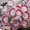 Kalmia Latifolia Minuet - Laurier Des Montagnes -Promesse de fleurs Magasin kalmia latifolia minuet 781842 1