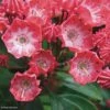 Kalmia Latifolia Pinkobello - Laurier Des Montagnes Rose Vif -Promesse de fleurs Magasin kalmia latifolia pinkobello 781989 1 1