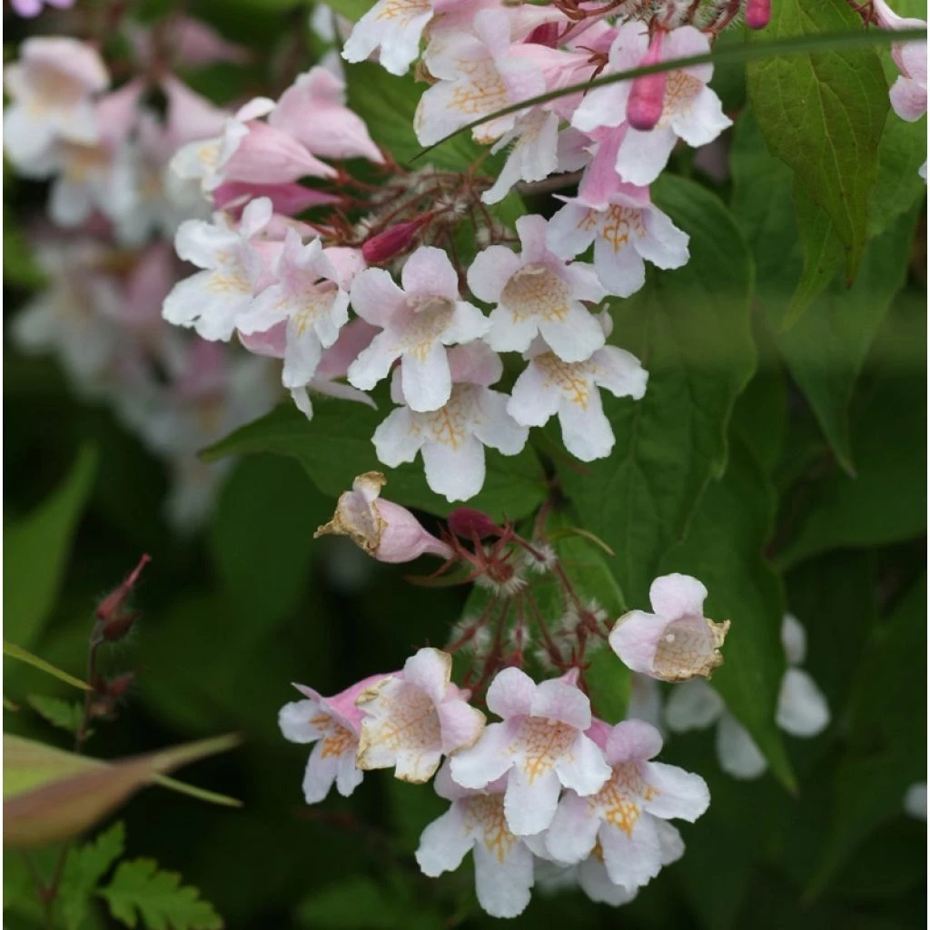 Kolkwitzia Amabilis Pink Cloud - Buisson De Beauté 3 Kolkwitzia Amabilis Pink Cloud - Buisson De Beauté
