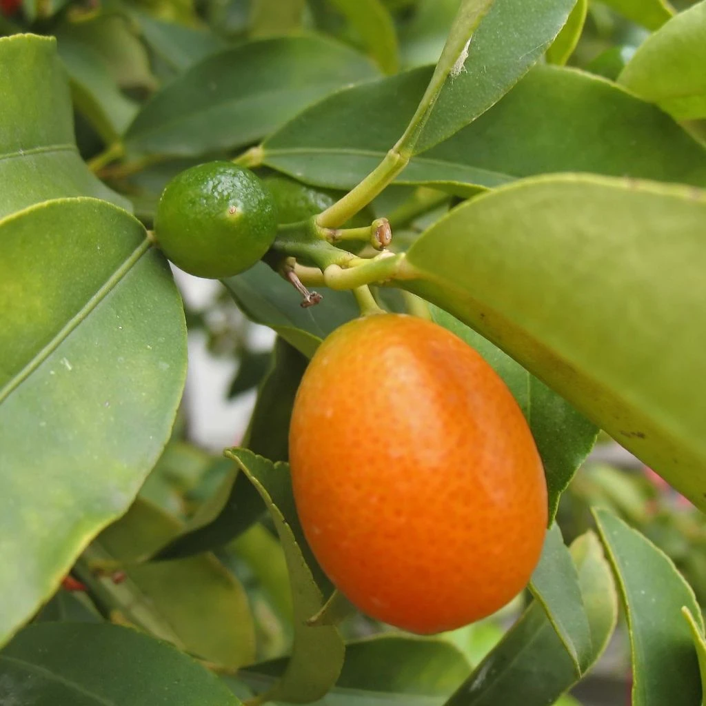 Kumquat Fukushu Ou Jiangsu - Fortunella Obovata 3 Kumquat Fukushu Ou Jiangsu - Fortunella Obovata