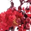 Lagerstroemia Indica Black Solitaire (Black Diamond) Crimson Red - Lilas Des Indes -Promesse de fleurs Magasin lagerstroemia indica black solitaire crimson red 86042 1