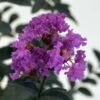 Lagerstroemia Indica Black Solitaire (Black Diamond) Purely Purple - Lilas Des Indes -Promesse de fleurs Magasin lagerstroemia indica black solitaire purely purple 86044 1 1