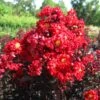 Lagerstroemia Indica Black Solitaire (Black Diamond) Red Hot - Lilas Des Indes -Promesse de fleurs Magasin lagerstroemia indica black solitaire red hot 86045 1 1