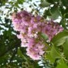 Lagerstroemia Indica Mauve - Lilas Des Indes -Promesse de fleurs Magasin lagerstroemia indica rose ld abbamouse 7623 1