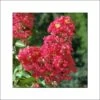 Lagerstroemia Indica Rubra - Lilas Des Indes -Promesse de fleurs Magasin lagerstroemia indica rubra 85978 1
