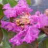 Lagerstroemia Indica Summer Beauty Centennial - Lilas Des Indes 1 Lagerstroemia Indica Summer Beauty Centennial - Lilas Des Indes -Promesse de fleurs Magasin lagerstroemia indica summer beauty centennial 85956 1