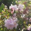 Lagerstroemia Indica Summer Beauty Hope - Lilas Des Indes -Promesse de fleurs Magasin lagerstroemia indica summer beauty hope 85957 1