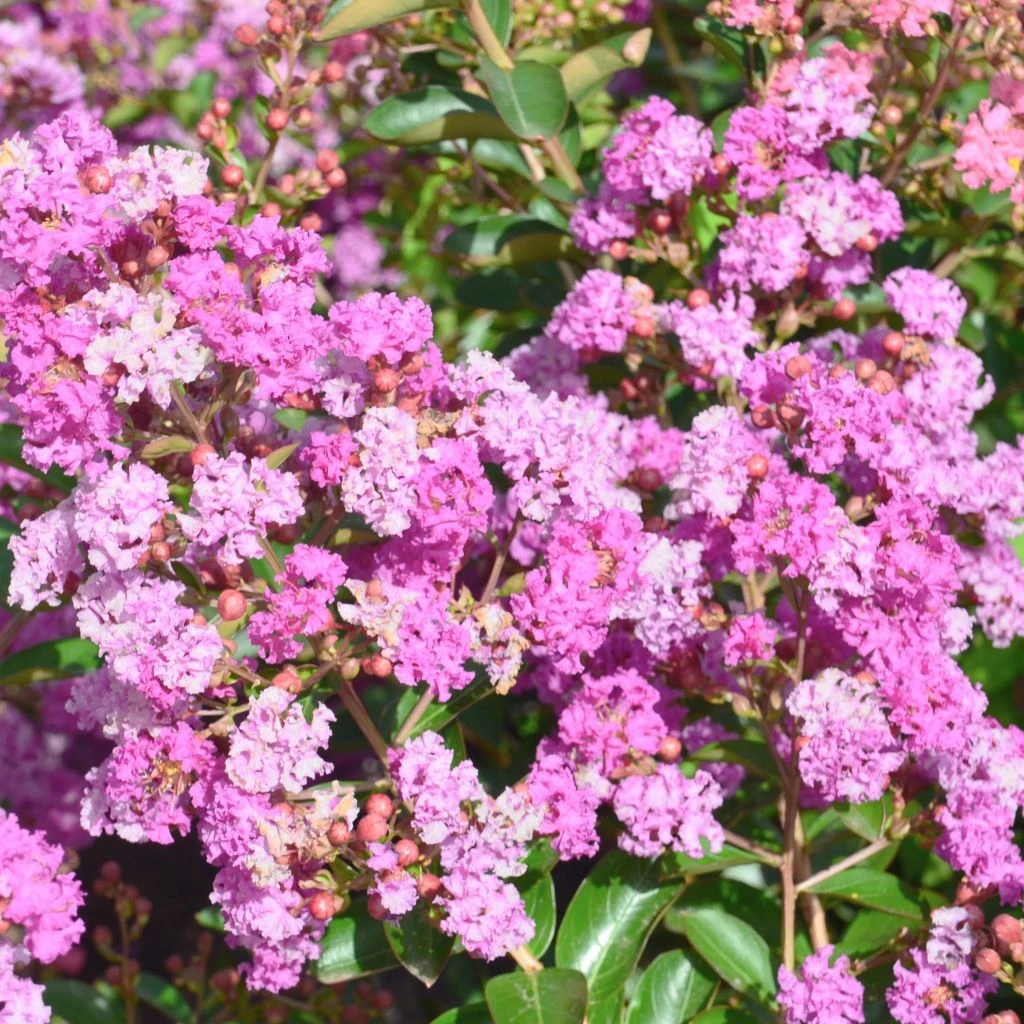 Lagerstroemia Indica Summer Beauty Ozark Spring - Lilas Des Indes 3 Lagerstroemia Indica Summer Beauty Ozark Spring - Lilas Des Indes
