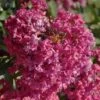 Lagerstroemia Indica Summer Beauty Velma's Royal Delight - Lilas Des Indes -Promesse de fleurs Magasin lagerstroemia indica summer beauty velma s royal delight 85959 1