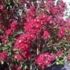 Lagerstroemia Indica Summer Charm Arapaho - Lilas Des Indes -Promesse de fleurs Magasin lagerstroemia indica summer charm arapaho 85953 1