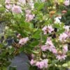 Lagerstroemia Indica Summer Charm Hopi - Lilas Des Indes -Promesse de fleurs Magasin lagerstroemia indica summer charm hopi 85954 1