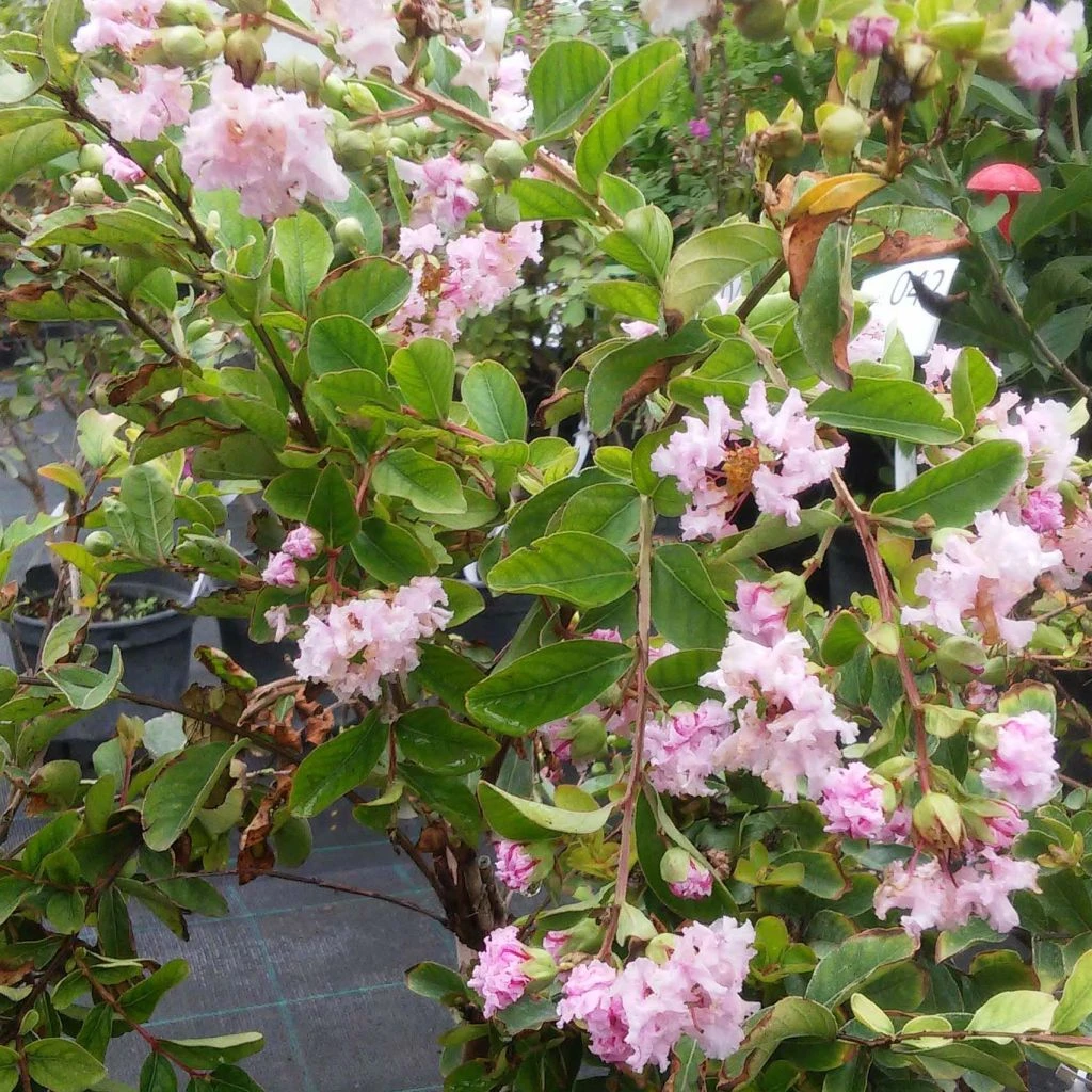 Lagerstroemia Indica Summer Charm Hopi - Lilas Des Indes 3 Lagerstroemia Indica Summer Charm Hopi - Lilas Des Indes