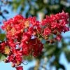 Lagerstroemia Indica Summer Charm Tuscarora - Lilas Des Indes -Promesse de fleurs Magasin lagerstroemia indica summer charm tuscarora 85955 1