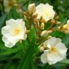 Laurier Rose Luteum Plenum - Nerium Oleander -Promesse de fleurs Magasin laurier rose luteum plenum nerium oleander copyright 870561 1