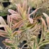 Leucadendron Jester -Promesse de fleurs Magasin leucadendron Jester IF 16677 1