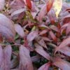Leucothoe Walteri Royal Ruby 2 Leucothoe Walteri Royal Ruby -Promesse de fleurs Magasin leucothoe walteri royal ruby 1002651 1