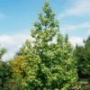 Liquidambar Styraciflua Thea - Copalme D'Amérique -Promesse de fleurs Magasin liquidambar styraciflua thea 84140 1