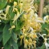 Chèvrefeuille - Lonicera Similis Var. Delavayi -Promesse de fleurs Magasin lonicera delavayi 681452 1