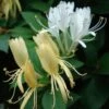 Chèvrefeuille Du Japon Halliana - Lonicera Japonica -Promesse de fleurs Magasin lonicera japonica halliana 771527 1