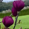 Magnolia Black Tulip 2 Magnolia Black Tulip -Promesse de fleurs Magasin magnolia black tulip 781690 1