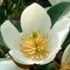 Magnolia Dianica Summer Snowflake - Michelia -Promesse de fleurs Magasin magnolia dianica summer sunflake 84158 3