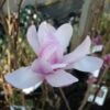 Magnolia Loebneri Leonard Messel 1 Magnolia Loebneri Leonard Messel -Promesse de fleurs Magasin magnolia messel 7903 1