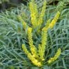 Mahonia Soft Caress - Mahonia Hybride -Promesse de fleurs Magasin mahonia soft caress 0525 1