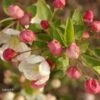 Pommier D'ornement - Malus Perpetu Evereste -Promesse de fleurs Magasin malus perpetu evereste 7873 1