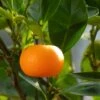 Mandarinier - Citrus Deliciosa - Agrumes -Promesse de fleurs Magasin mandarinier 4