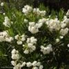 Laurier Rose - Nerium Oleander Blanc 1 Laurier Rose - Nerium Oleander Blanc -Promesse de fleurs Magasin nerium oleander blanc 833818 1